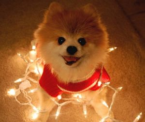 pom lights