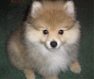 pomeranian_chandler